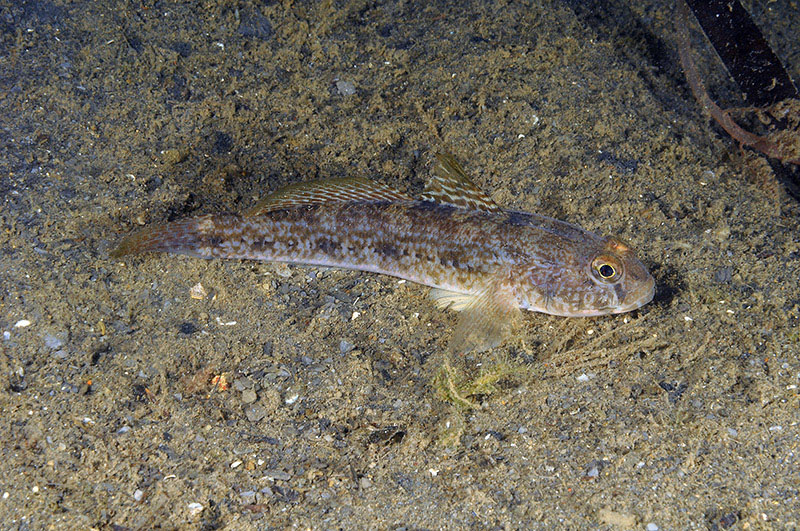 Gobius couchi da Livorno